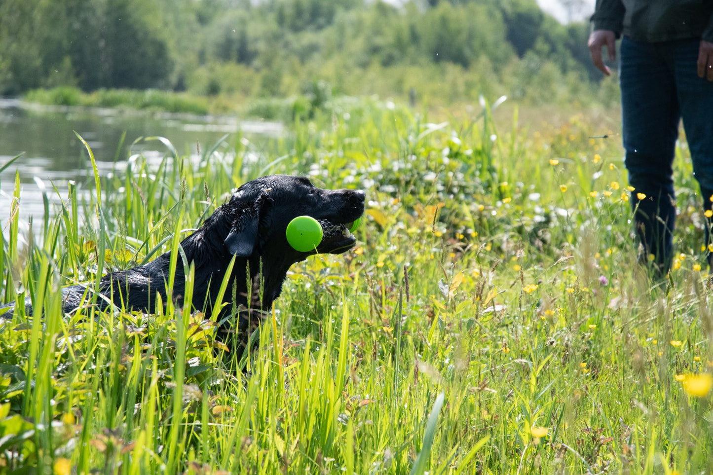Dog Comets meteor Werpstok L